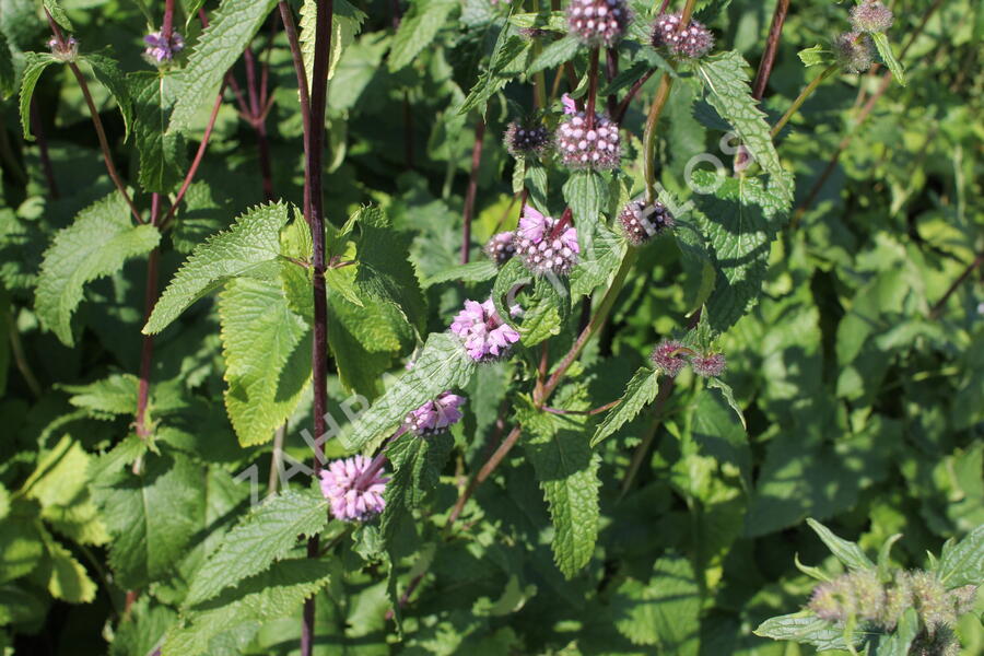 Sápa hlíznatá - Phlomis tuberosa