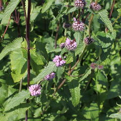 Sápa hlíznatá - Phlomis tuberosa