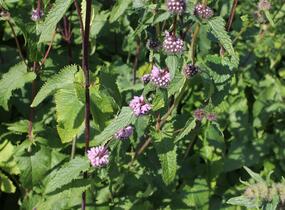 Sápa hlíznatá - Phlomis tuberosa