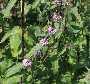 Sápa hlíznatá - Phlomis tuberosa