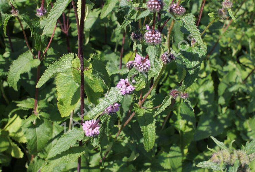 Sápa hlíznatá - Phlomis tuberosa
