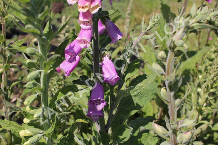 Náprstník červený 'Gloxiniaeflora' - Digitalis purpurea 'Gloxiniaeflora'