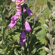 Náprstník červený 'Gloxiniaeflora' - Digitalis purpurea 'Gloxiniaeflora'