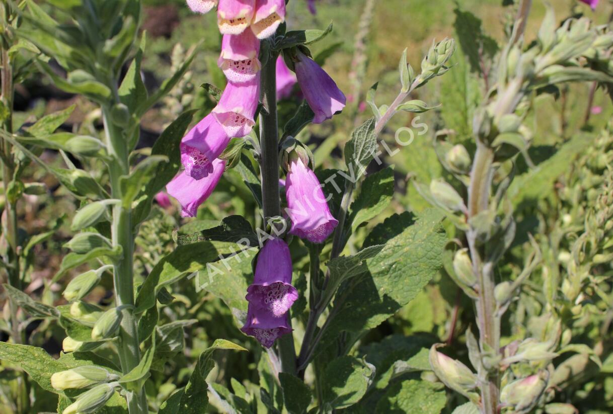 Náprstník červený 'Gloxiniaeflora' - Digitalis purpurea 'Gloxiniaeflora'