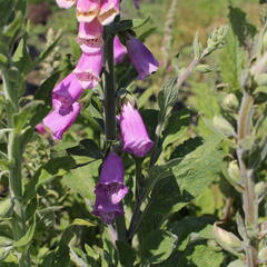 Náprstník červený 'Gloxiniaeflora' - Digitalis purpurea 'Gloxiniaeflora'