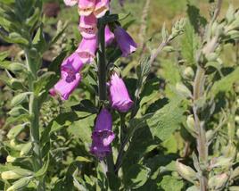 Náprstník červený 'Gloxiniaeflora'