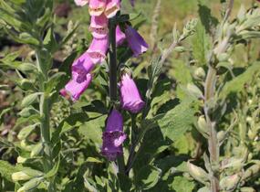 Náprstník červený 'Gloxiniaeflora' - Digitalis purpurea 'Gloxiniaeflora'