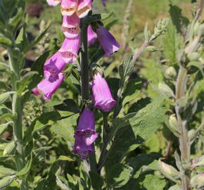 Náprstník červený 'Gloxiniaeflora' - Digitalis purpurea 'Gloxiniaeflora'