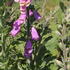 naprstnik-cerveny-gloxiniaeflora.jpg