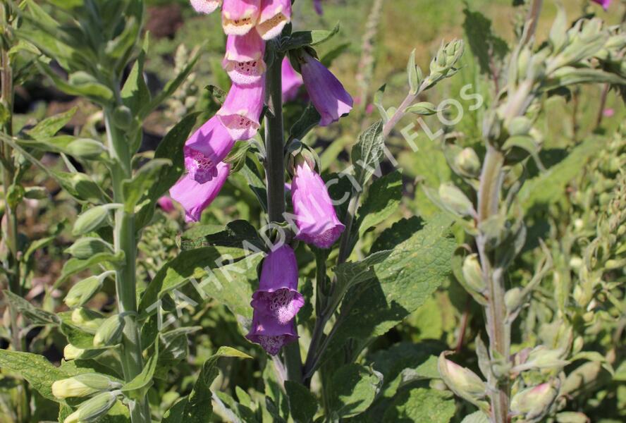Náprstník červený 'Gloxiniaeflora' - Digitalis purpurea 'Gloxiniaeflora'