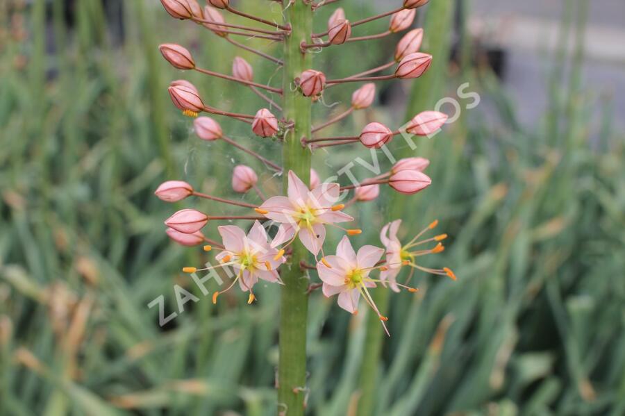 Liliochvostec 'Romance' - Eremurus 'Romance'