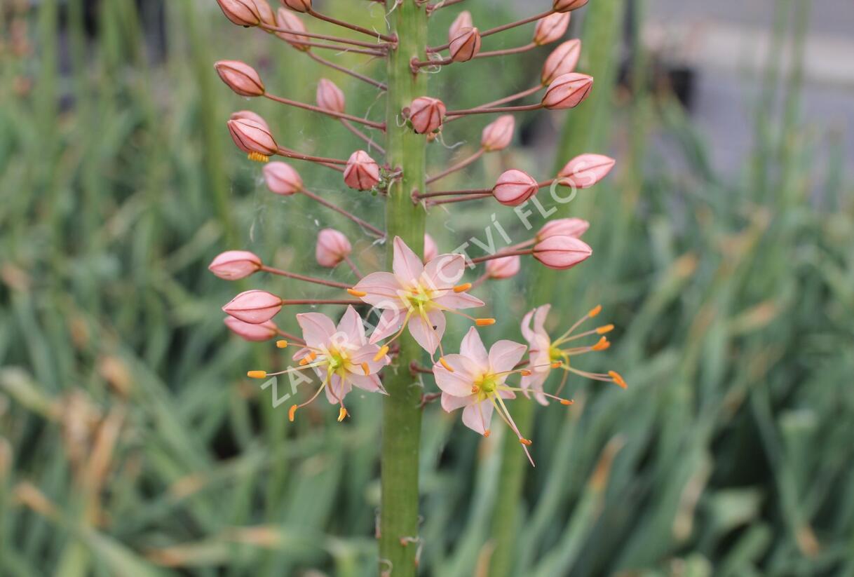 Liliochvostec 'Romance' - Eremurus 'Romance'