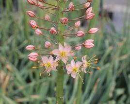 Liliochvostec 'Romance'