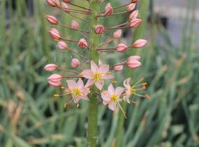 Liliochvostec 'Romance' - Eremurus 'Romance'
