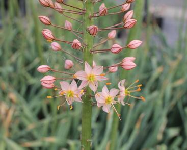 Liliochvostec 'Romance'