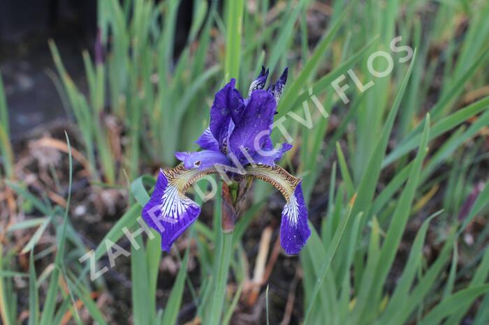 Kosatec sibiřský 'Shirley Pope' - Iris sibirica 'Shirley Pope'