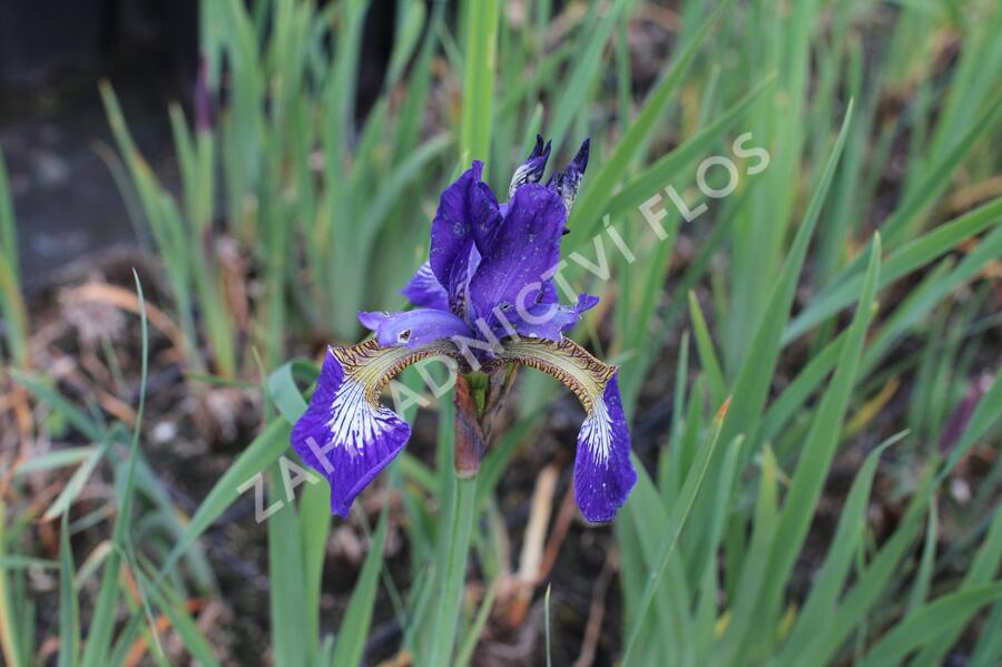 Kosatec sibiřský 'Shirley Pope' - Iris sibirica 'Shirley Pope'