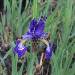 Kosatec sibiřský 'Shirley Pope' - Iris sibirica 'Shirley Pope'