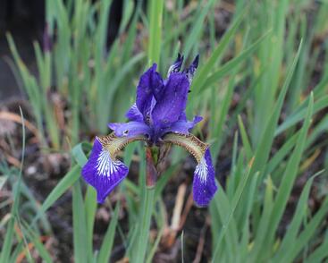 Kosatec sibiřský 'Shirley Pope'
