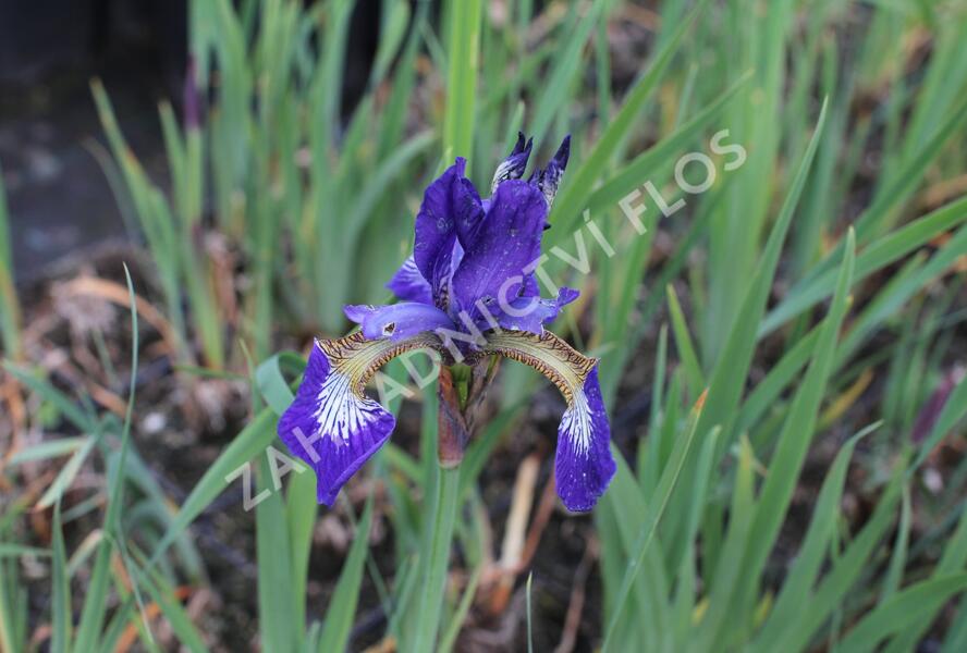 Kosatec sibiřský 'Shirley Pope' - Iris sibirica 'Shirley Pope'