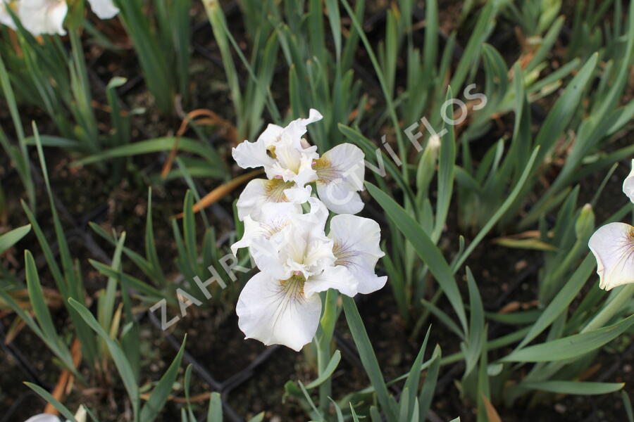Kosatec sibiřský 'Not Quite White' - Iris sibirica 'Not Quite White'