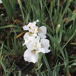 Kosatec sibiřský 'Not Quite White' - Iris sibirica 'Not Quite White'