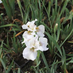 Kosatec sibiřský 'Not Quite White' - Iris sibirica 'Not Quite White'