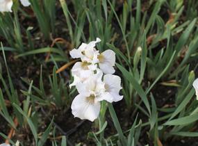 Kosatec sibiřský 'Not Quite White' - Iris sibirica 'Not Quite White'