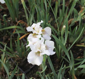 Kosatec sibiřský 'Not Quite White' - Iris sibirica 'Not Quite White'
