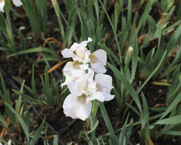 Kosatec sibiřský 'Not Quite White'