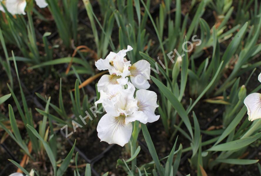 Kosatec sibiřský 'Not Quite White' - Iris sibirica 'Not Quite White'