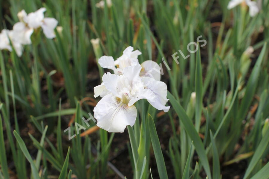 Kosatec sibiřský 'Not Quite White' - Iris sibirica 'Not Quite White'