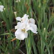 Kosatec sibiřský 'Not Quite White' - Iris sibirica 'Not Quite White'