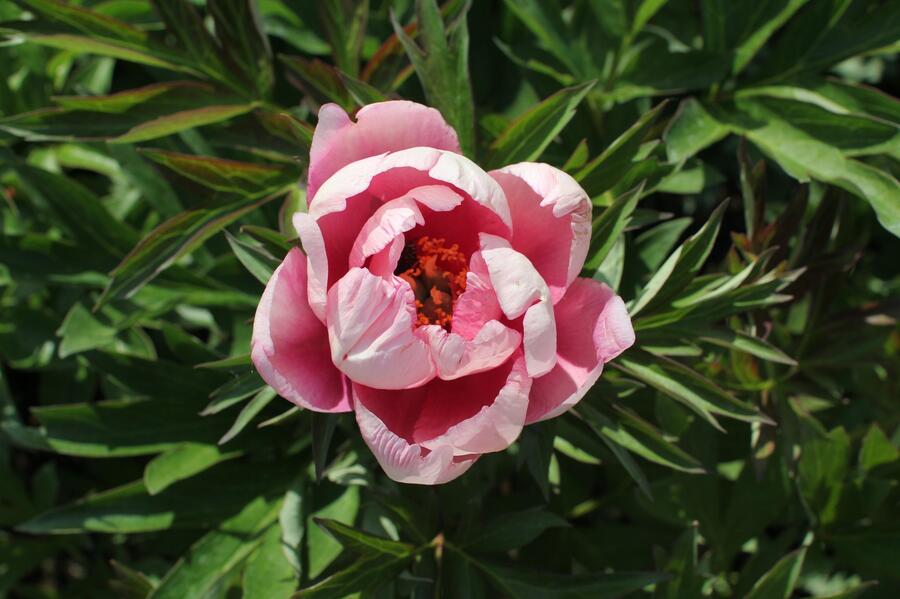 Pivoňka Itoh-hybrid 'Pink Double Dandy' - Paeonia Itoh-hybrid 'Pink Double Dandy'