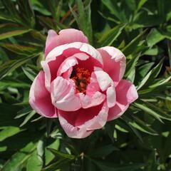 Pivoňka Itoh-hybrid 'Pink Double Dandy' - Paeonia Itoh-hybrid 'Pink Double Dandy'