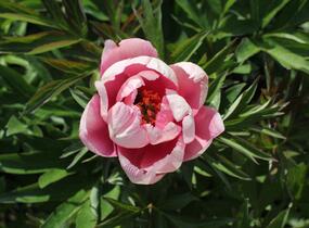 Pivoňka Itoh-hybrid 'Pink Double Dandy' - Paeonia Itoh-hybrid 'Pink Double Dandy'