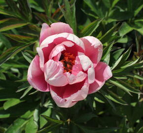 Pivoňka Itoh-hybrid 'Pink Double Dandy' - Paeonia Itoh-hybrid 'Pink Double Dandy'