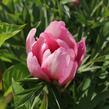 Pivoňka Itoh-hybrid 'Pink Double Dandy' - Paeonia Itoh-hybrid 'Pink Double Dandy'