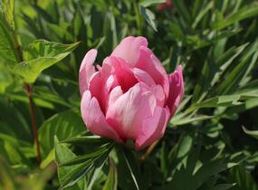 Pivoňka Itoh-hybrid 'Pink Double Dandy' - Paeonia Itoh-hybrid 'Pink Double Dandy'