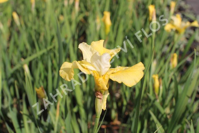 Kosatec sibiřský 'Kiss The Girl' - Iris sibirica 'Kiss The Girl'