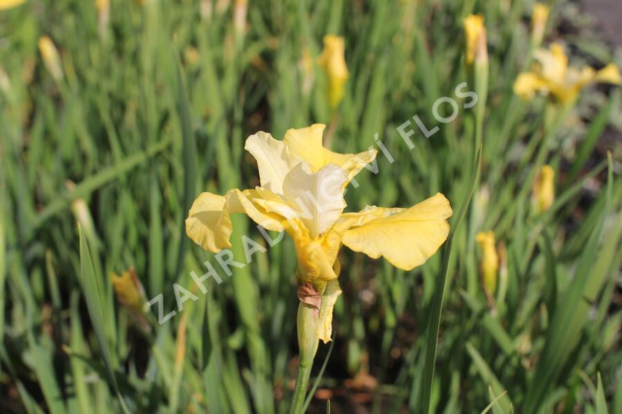 Kosatec sibiřský 'Kiss The Girl' - Iris sibirica 'Kiss The Girl'