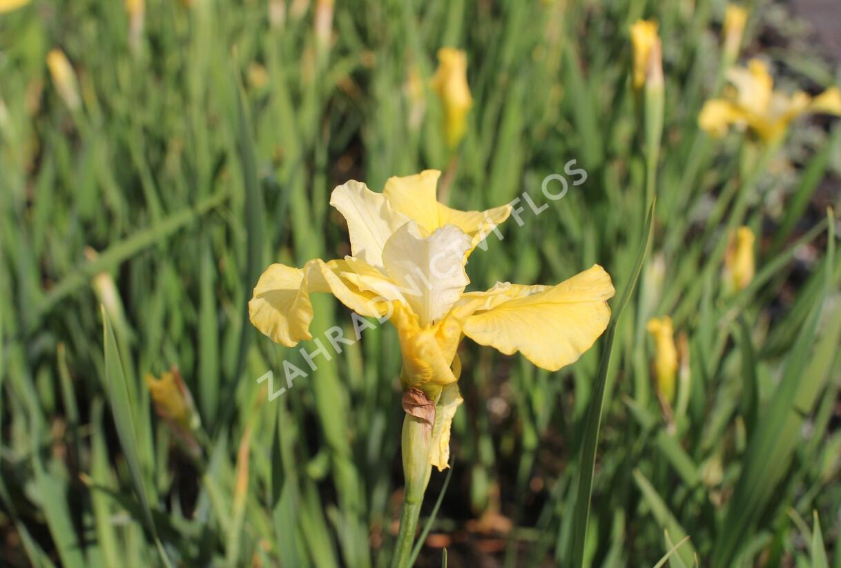 Kosatec sibiřský 'Kiss The Girl' - Iris sibirica 'Kiss The Girl'