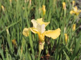 Kosatec sibiřský 'Kiss The Girl' - Iris sibirica 'Kiss The Girl'
