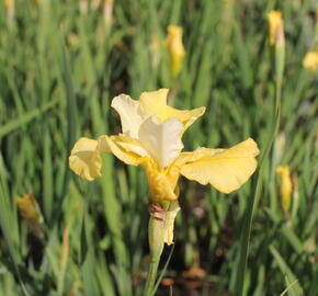 Kosatec sibiřský 'Kiss The Girl' - Iris sibirica 'Kiss The Girl'