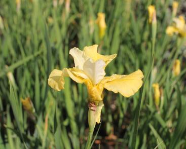 Kosatec sibiřský 'Kiss The Girl'