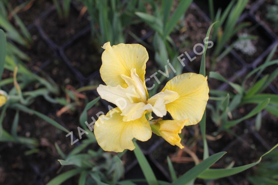 Kosatec sibiřský 'Kiss The Girl' - Iris sibirica 'Kiss The Girl'