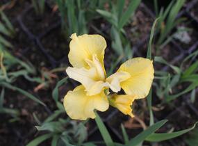 Kosatec sibiřský 'Kiss The Girl' - Iris sibirica 'Kiss The Girl'