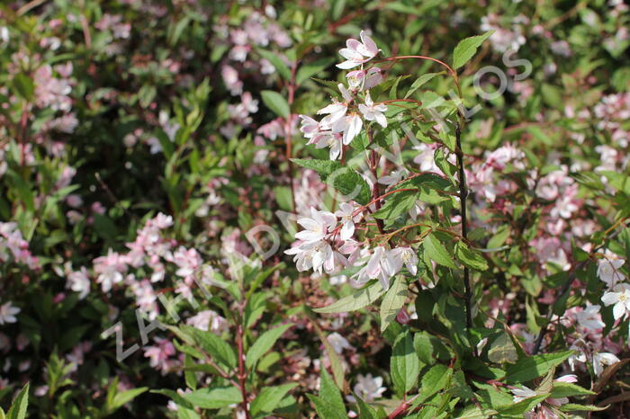 Trojpuk 'Yuki Cherry Blossom' - Deutzia 'Yuki Cherry Blossom'