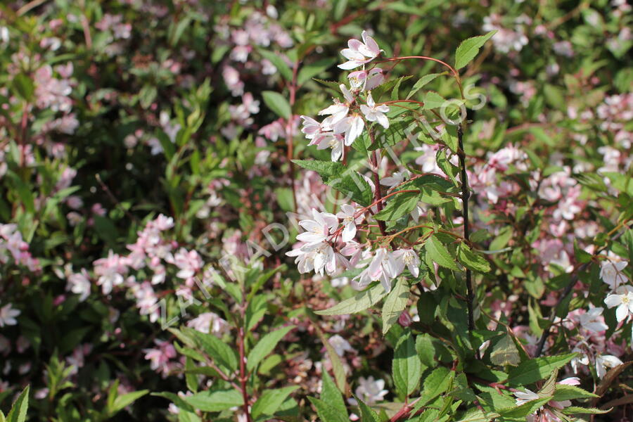 Trojpuk 'Yuki Cherry Blossom' - Deutzia 'Yuki Cherry Blossom'
