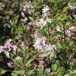 Trojpuk 'Yuki Cherry Blossom' - Deutzia 'Yuki Cherry Blossom'